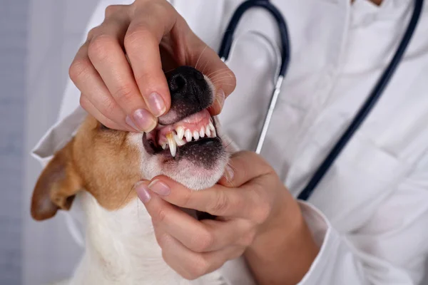 Médico veterinario comprueba los dientes a un perro. Concepto de cuidado veterinario de animales y mascotas . — Foto de Stock