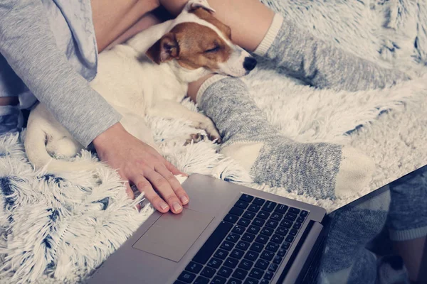 Kobieta w przytulnym domu nosić relaks w domu, ze snem pies Jack Russel Terier, za pomocą laptopa. Miękkie, wygodne styl życia. — Zdjęcie stockowe