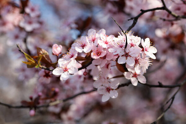 Цветущая вишня. Весенний сезон

