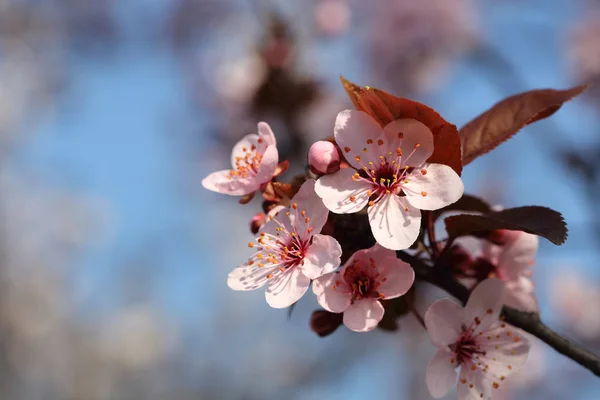 Cherry bloom flowers. Spring season background