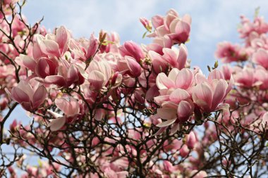 Manolya çiçek çiçekler. Bahar mevsimi arka planına duvar kağıdı