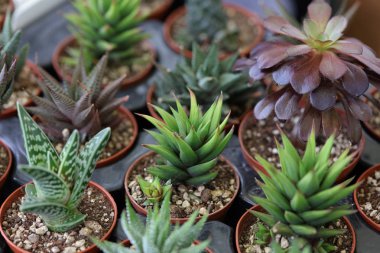 Saksı etli bitkileri, echeveria. Modern ev dekorasyonu fikir, çiçek desenli