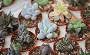 Saksı etli bitkileri, echeveria. Modern ev dekorasyonu fikir, çiçek desenli