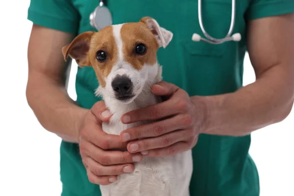 Állatorvosi ellátás. Veterán orvos és a kutya-jack russell terrier — Stock Fotó