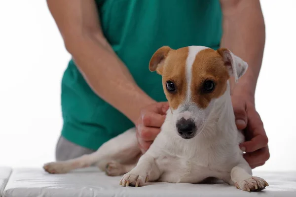 Atención veterinaria. Médico veterano y perro jack russell terrier — Foto de Stock