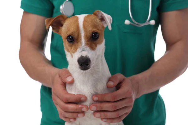 Cuidados veterinários. Vet doctor e dog jack russell terrier — Fotografia de Stock