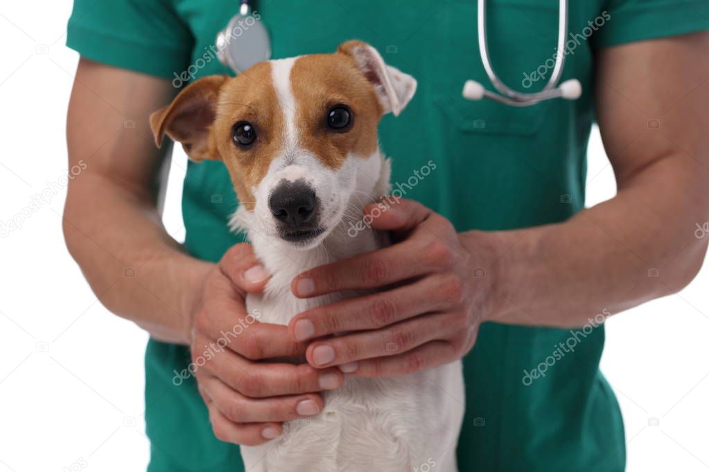 Veterinary care. Vet doctor and dog Jack Russell Terrier