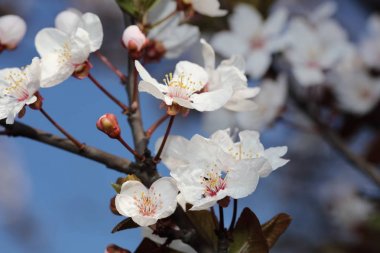 Bahar çiçekleri kiraz çiçeği, Japon prunus serrulata sakura ağacı.