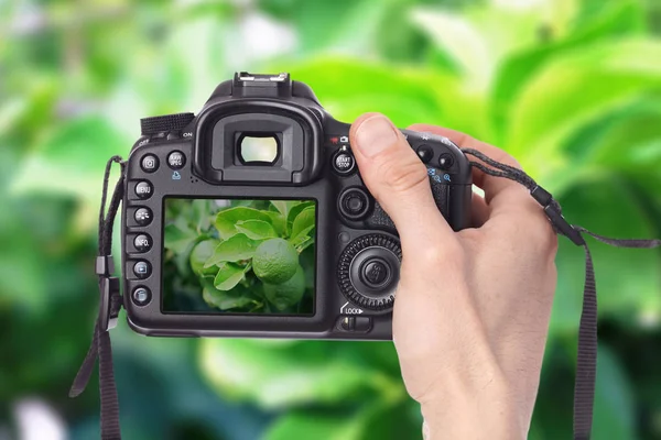 Male hand taking photo of a lemon tree with green lemons with digital DSLR camera.