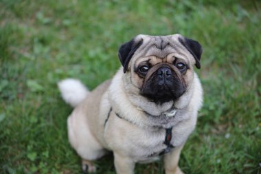 Pug portre yeşil alan üzerinde. Hayvan, Evcil hayvan ve köpek kavramı.