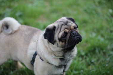 Pug portre yeşil alan üzerinde. Hayvan, Evcil hayvan ve köpek kavramı.