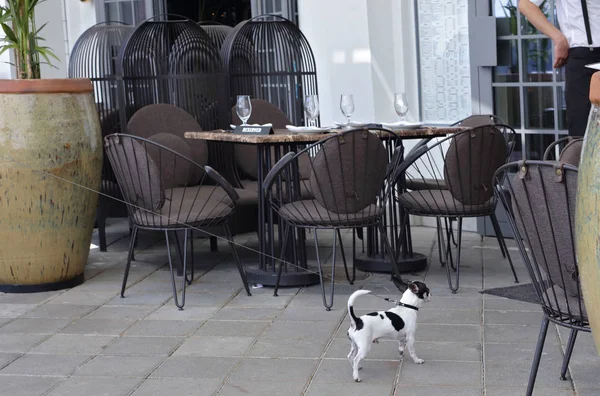 Собака в ресторане — стоковое фото