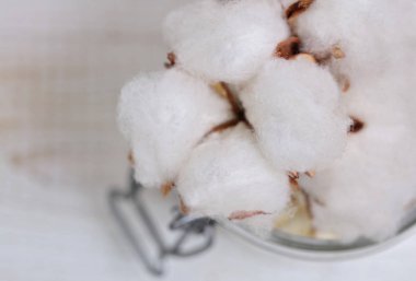 Pamuk çiçek yakın çekim