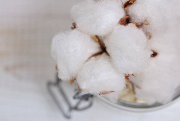 Cotton flower close up