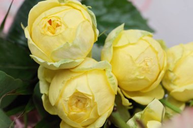 buket Sarı Gül yakın çekim