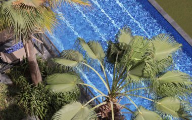 Palm ağaçlar mavi yüzme havuzu karşı yaprakları yaz tatili, tatil kartpostal kavramı