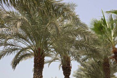 Doğa arka plan, palm ağaçlar mavi gökyüzü duvar kağıdı karşı yaprakları yaz tatili, tatil kartpostal kavramı