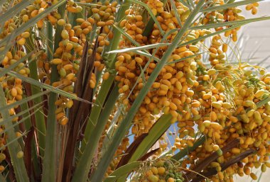 Palmiye ağacı üzerinde tarih. Organik doğal taze phoenix dactylifera.