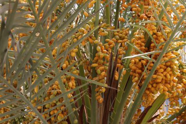 Palmiye ağacı üzerinde tarih. Organik doğal taze phoenix dactylifera.