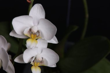 Siyah arka plan üzerine beyaz orkide çiçekleri yakın çekim.
