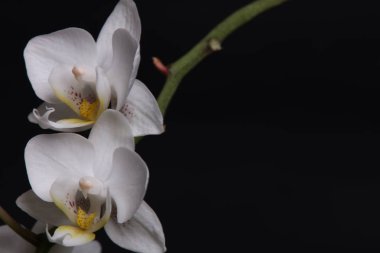 Siyah arka plan üzerine beyaz orkide çiçekleri yakın çekim.