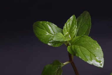 Siyah arka plan üzerine taze nane yaprağı. Yakın çekim.