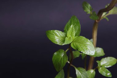 Siyah arka plan üzerine taze nane yaprağı. Yakın çekim.