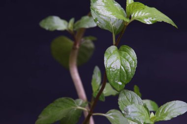 Siyah arka plan üzerine taze nane yaprağı. Yakın çekim.