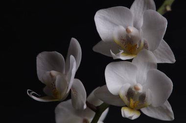 Siyah arka plan üzerine beyaz orkide çiçekleri yakın çekim.