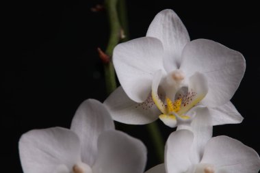 Siyah arka plan üzerine beyaz orkide çiçekleri yakın çekim.