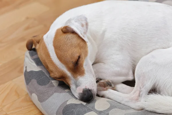 Спящая собака Джека Рассела — стоковое фото