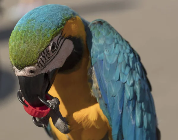 Ara, ara pappagallo esotico tropicale uccello primo piano, Ritratto . — Foto Stock