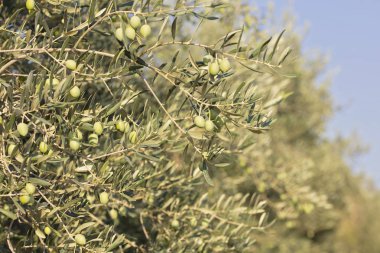 Zeytin taze ağaç arka plan.