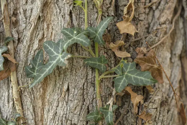 Ivy on tree close up.