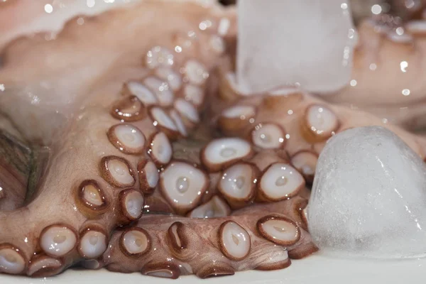 Ahtapot Tentacles beyaz tabakta taze yakın çekim. Deniz ürünleri ve kavram yeme sağlıklı.