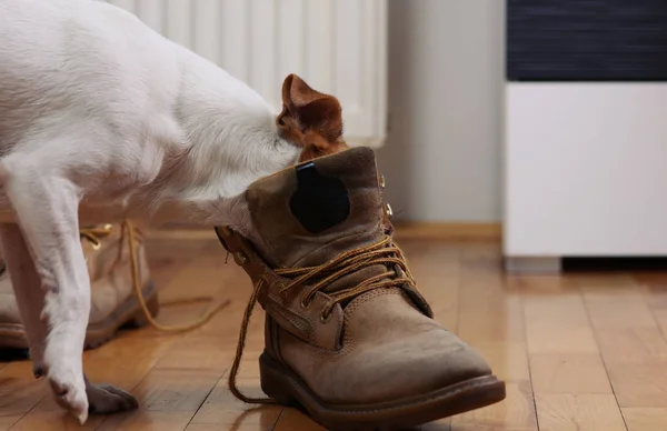 Perro jugando con zapatos de hombre. Mejor amigo del hombre — Foto de Stock