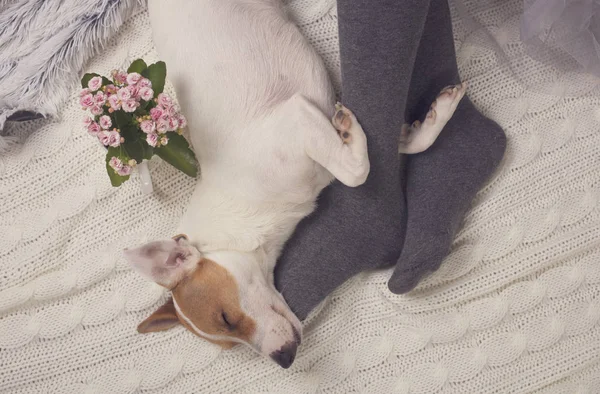 Acogedor día perezoso en casa. Mujer con calcetines suaves de lana cálida relajante en casa, jugando con el perro, Jack Russel terrie Relajante, estilo de vida cómodo . — Foto de Stock