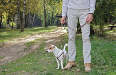 Köpek ile sonbahar renkli ormanda yürüyen adam jack russell terrier