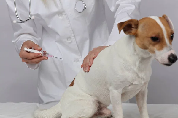 Očkování psa. Veterinární péče. Odborného lékaře a pes Jack Russell Terrier — Stock fotografie