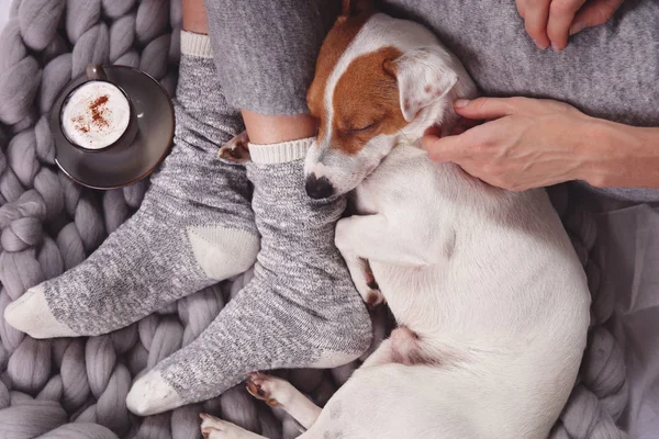Ζεστή, τεμπέλικη μέρα στο σπίτι, κρύος καιρός, ζεστή κουβέρτα. Ο σκύλος κοιμάται στα γυναικεία πόδια. Χαλαρώστε, ανέμελη, άνετη ζωή. — Φωτογραφία Αρχείου