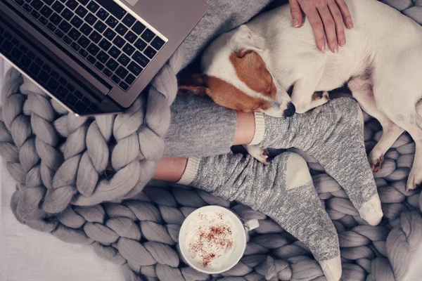 Woman in cozy home clothes relaxing at home with sleeping dog Jack Russel Terrier, drinking cacao, using laptop, top view. Comfy lifestyle. — Stock Photo, Image