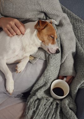 Rahat ev kıyafetleri içindeki kadın uyuyan köpek Jack Russel Terrier ile evde dinleniyor, kahve içiyor, rahat bir hayat sürüyor..