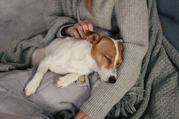 Kobieta w przytulnym domu ubrania relaks w domu ze śpiącym psem Jack Russel Terrier, Wygodny styl życia. — Zdjęcie stockowe