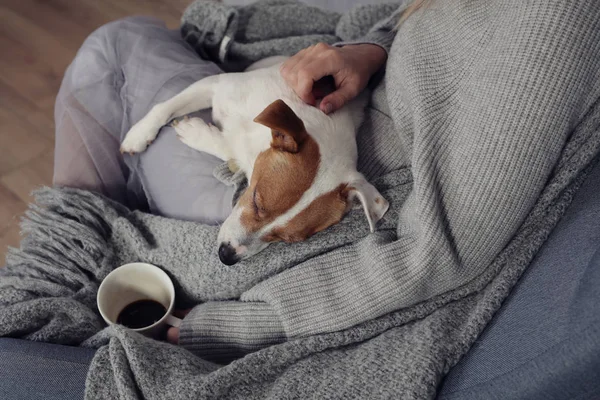 Kvinna i mysiga hemmakläder avkopplande hemma med sovande hund Jack Russel Terrier, dricka kaffe, Bekväm livsstil. — Stockfoto