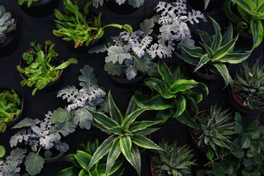 Dikey Bahçe Bitki Duvarı, güzel çiçek arkaplanı, sulu bitkiler, ev dekorasyonu