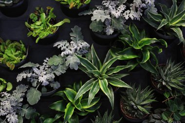 Dikey Bahçe Bitki Duvarı, güzel çiçek arkaplanı, sulu bitkiler, ev dekorasyonu