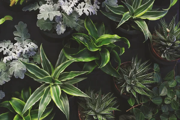 Verticale Tuin Plant Wall, Mooie bloemenachtergrond, succulenten, Home decoratie — Stockfoto
