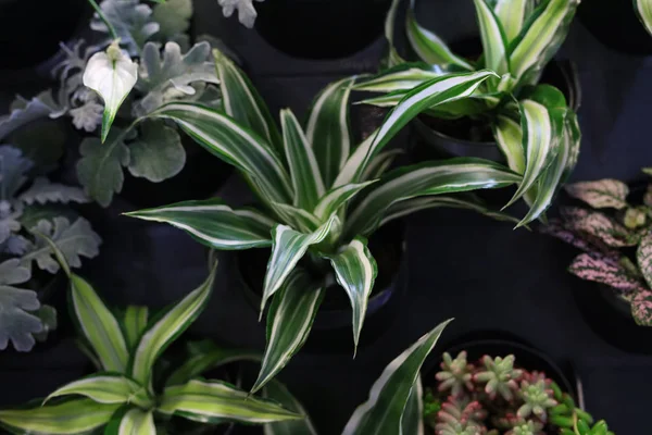 Verticale Tuin Plant Wall, Mooie bloemenachtergrond, succulenten, Home decoratie — Stockfoto