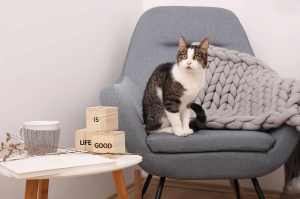 Het leven is goed. Leuke kat zittend op comfortabele fauteuil bedekt met zachte deken. Ontspannen en positiviteit concept — Stockfoto