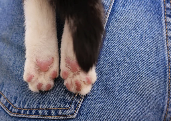 Lindas patas de gato. Feminidad, concepto de sensualidad.Mujer sosteniendo un gato de cerca . — Foto de Stock